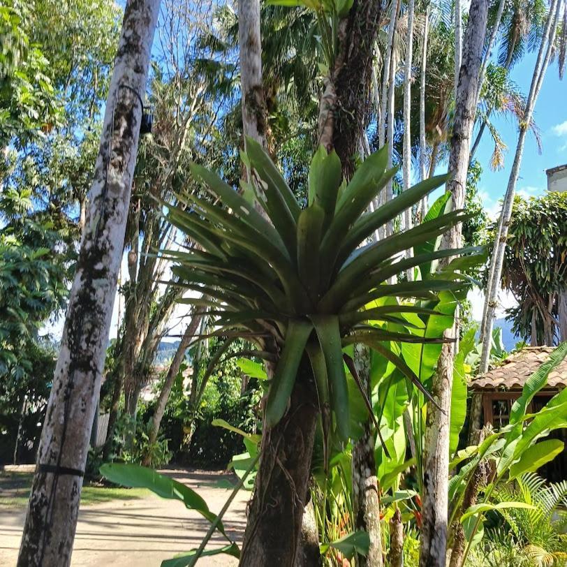 Villa Dos Passaros Paraty Hospedagem Buitenkant foto